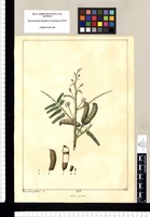 Mimosa asperata / Xav[ier] Cort[tés] y Alco[ce]r del. Original drawing from Ruiz & Pavón's Expedition (1777-1816)