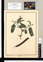 Mimosa [ Acacia cochliacantha] / J[osé] G[abriel] R[ivera] del. Original drawing from Ruiz & Pavón's Expedition (1777-1816)
