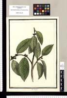 Ficus hirsuta / Brunete. Original drawing from Ruiz & Pavón's Expedition (1777-1816)