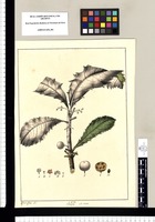 Clavija Sp. nov. / Xavier Cortes del. Original drawing from Ruiz & Pavón's Expedition (1777-1816)