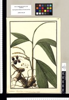 Nunnezharia fragrans: Chutasllium vernacule, violaeodora / Galvez. Original drawing from Ruiz & Pavón's Expedition (1777-1816)