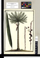 Martinezia ensiformis: Cuyol vernacule, sia-sia / Brunete. Original drawing from Ruiz & Pavón's Expedition (1777-1816)