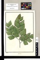 Adiantum / Galvez. Original drawing from Ruiz & Pavón's Expedition (1777-1816)