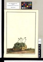 Marchantia / Brunete. Original drawing from Ruiz & Pavón's Expedition (1777-1816)