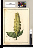 Maranta secunda / Xav[ier] Cortes y Alcoser del. Original drawing from Ruiz & Pavón's Expedition (1777-1816)