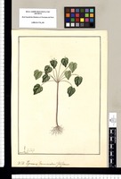 Peperomiae: Peperomiae Genus accedens? Foliflorum [Peperomia foliiflora]/ Fran[cis]co Pulgar. Original drawing from Ruiz & Pavón's Expedition (1777-1816)