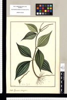 Peperomia tetragona / Fran[cis]co Pulgar. Original drawing from Ruiz & Pavón's Expedition (1777-1816)