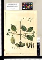 Hippocratea scandens / Xav[ier] C[or]tes y Alcoser del. Original drawing from Ruiz & Pavón's Expedition (1777-1816)