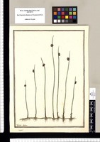 Scirpus / Ysidro Galvez. Original drawing from Ruiz & Pavón's Expedition (1777-1816)