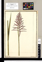Paspalum / J[ose]ph Brunete. Original drawing from Ruiz & Pavón's Expedition (1777-1816)