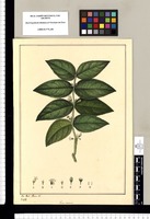 Genus novum [Basistemon peruvianus]/ Jose Gabr[iel] Rivera del. Original drawing from Ruiz & Pavón's Expedition (1777-1816)