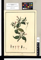 Manettia [racemosa], Oldenlandia / J[osé] G[abriel] R[ivera] del. Original drawing from Ruiz & Pavón's Expedition (1777-1816)