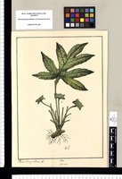 Dorstenia [contrajerva]/ Xavier Cortes y Alcoser del. Original drawing from Ruiz & Pavón's Expedition (1777-1816)
