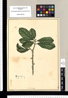 Gen. nov. [Sideroxylon] / Xavier Cortés del. Original drawing from Ruiz & Pavón's Expedition (1777-1816)