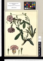 Convolvulus / Xavier Cortes del. Original drawing from Ruiz & Pavón's Expedition (1777-1816)