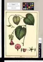 Genus nov.: Ipomoeae affine semine unico nudo / Xav[ier] Cort[és] y Alc[ocer] del. Original drawing from Ruiz & Pavón's Expedition (1777-1816)