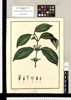 Lisianthus [sic] [axillaris] / J[osé] G[abriel] R[ivera] del. Original drawing from Ruiz & Pavón's Expedition (1777-1816)