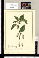 Capsicum [frutescens]. Original drawing from Ruiz & Pavón's Expedition (1777-1816)