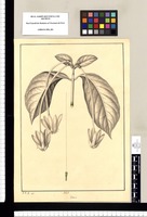 Gardenia / J[osé] G[abriel] R[ivera] del. Original drawing from Ruiz & Pavón's Expedition (1777-1816)