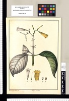 Hamelia [lutea]/ Xav[ier] Cor[té]s y Alcoser del. Original drawing from Ruiz & Pavón's Expedition (1777-1816)