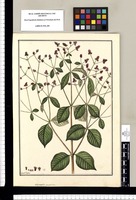 Achyranthes purpurea / Fran[cis]co Pulgar. Original drawing from Ruiz & Pavón's Expedition (1777-1816)