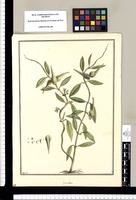 Cynanchum [lanceolatum] / Brunete. Original drawing from Ruiz & Pavón's Expedition (1777-1816)