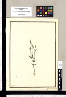 Gentiana tetrangularis F. Per. / Ysidro Galvez. Original drawing from Ruiz & Pavón's Expedition (1777-1816)