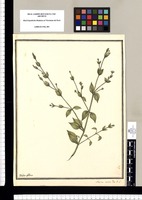 Alsine media : Flor. P. L. / Ysidro Galvez. Original drawing from Ruiz & Pavón's Expedition (1777-1816)