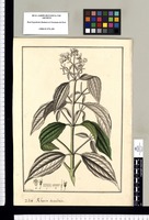 Rhexia decandria / Fran[cis]co Pulgar. Original drawing from Ruiz & Pavón's Expedition (1777-1816)