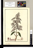 Osbekia [sic] / Fran[cis]co Pulgar. Original drawing from Ruiz & Pavón's Expedition (1777-1816)