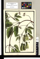 Paullinia [obliqua] / Brunete. Original drawing from Ruiz & Pavón's Expedition (1777-1816)