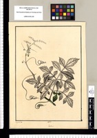 Paullinia / J[osé] G[abriel] R[ivera] del. Original drawing from Ruiz & Pavón's Expedition (1777-1816)