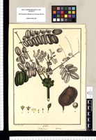 Guilandina: V[ulgo] uñas / J[osé] Ga[briel] R[ivera] del. Original drawing from Ruiz & Pavón's Expedition (1777-1816)