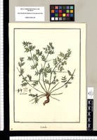 Tribulus [maximus] / Brunete. Original drawing from Ruiz & Pavón's Expedition (1777-1816)