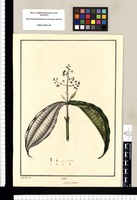 Melastoma / J[osé] G[abriel] R[ivera] del. Original drawing from Ruiz & Pavón's Expedition (1777-1816)