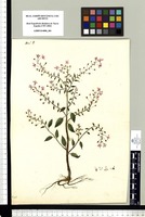 [Lopezia racemosa Cav. (Onagraceae)] / [Juan de Dios Vicente de la] Cerda. Original drawing from Sessé & Mociño's Expedition (1787-1803)