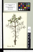 Randia Mitis. Original drawing from Sessé & Mociño's Expedition (1787-1803)