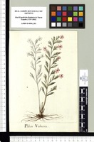 Phlox Violacea. Original drawing from Sessé & Mociño's Expedition (1787-1803)
