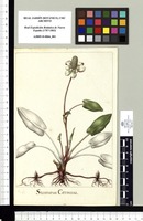 Saururus Cernuus. Original drawing from Sessé & Mociño's Expedition (1787-1803)