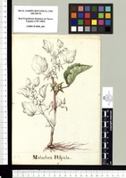 Malachra Hispida. Original drawing from Sessé & Mociño's Expedition (1787-1803)