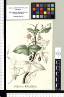 Passiflora Obtusifolia. Original drawing from Sessé & Mociño's Expedition (1787-1803)