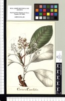 Coriaria Cuneifolia. Original drawing from Sessé & Mociño's Expedition (1787-1803)