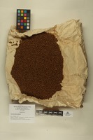 Amomum thyrsoideum Ruiz & Pav.; Fruits and seeds.
