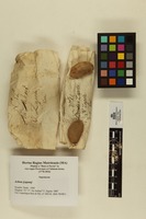 Achras zapota L.; Fruits and seeds.