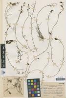 Isotype of Linaria aeruginea var. pruinosa Sennen & Pau [family SCROPHULARIACEAE]
