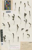 Isotype of Euphrasia glabratifolia Sennen [family SCROPHULARIACEAE]
