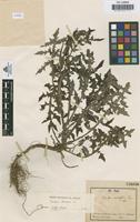 Type of Sonchus cordifolius C.Pau [family COMPOSITAE]