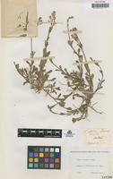 Type of Silene undulata Pourret ex Willk. & Lange [family CARYOPHYLLACEAE]