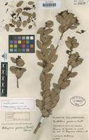Holotype of Cavendishia guascensis Cuatrecasas [family ERICACEAE]