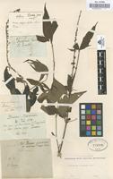 Type of Buena panamensis Cav. [family RUBIACEAE]